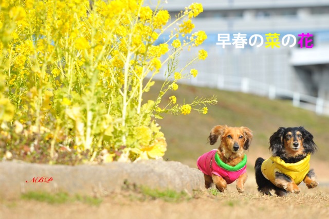 早春の菜の花.jpg